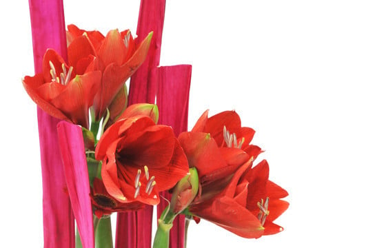 L'Agitateur Floral | zoom sur les têtes d'amaryllis de la Composition florale Tonique