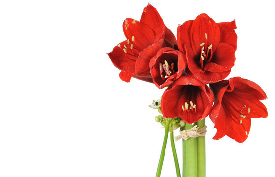 L'Agitateur Floral | vue sur de magnifique amaryllis rouge de la Composition de fleurs rouges Fidji