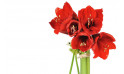 L'Agitateur Floral | vue sur de magnifique amaryllis rouge de la Composition de fleurs rouges Fidji