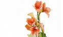 zoom sur les amaryllis orange de la Composition de fleurs Alchimie
