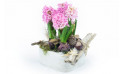 L'Agitateur Floral | image de la magnifique coupe de saison de jacinthe rose
