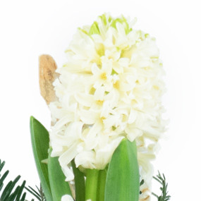 Jacinthe Blanche en pot & décorations | Livraison plantes de saison -  L'agitateur floral