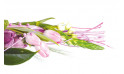 zoom sur les tulipes rose du Bouquet de fleurs Envol