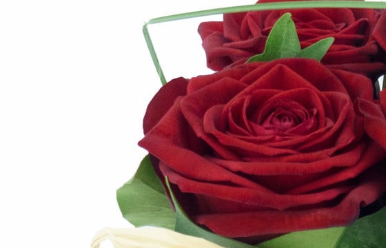 zoom sur une rose rouge de la Composition de roses rouges Pot d'Amour