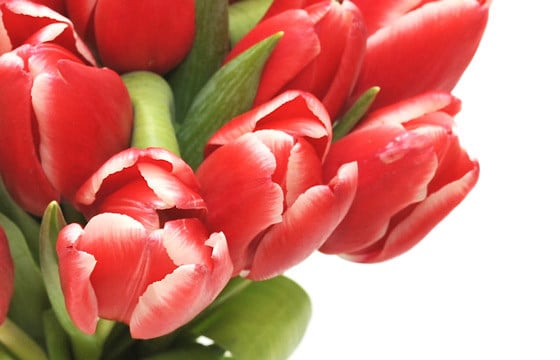 zoom sur de très belles tulipes rouges du Bouquet de Perle Douce