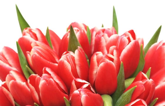 zoom sur le haut du Bouquet de tulipes rouges Perle Douce
