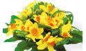 zoom sur le Bouquet de Jonquilles Délice Printanier