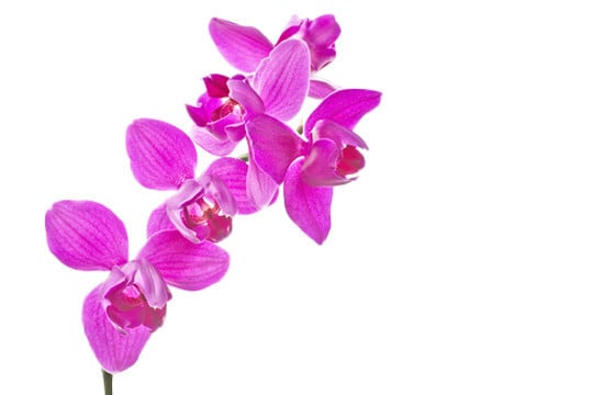 macro sur les fleurs de l'Orchidée Rose Mauve Une Branche