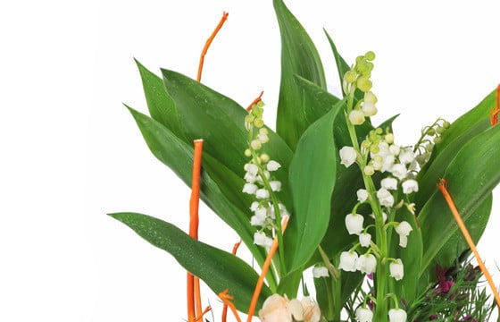 macro sur le muguet de l'Assemblage de Plantes Aubaine