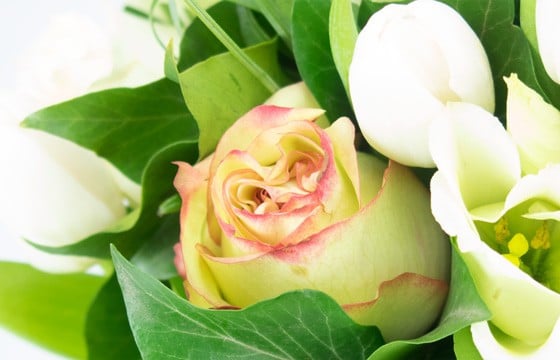 L'Agitateur Floral | Image avec un zoom sur une rose jaune