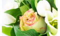 L'Agitateur Floral | Image avec un zoom sur une rose jaune