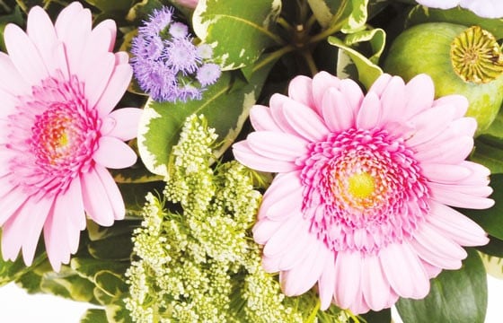 Zoom sur les gerberas rose du bouquet