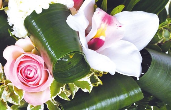 zoom sur une rose rose et fleur blanche