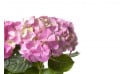 macro sur les fleurs de l'Hortensia Rose