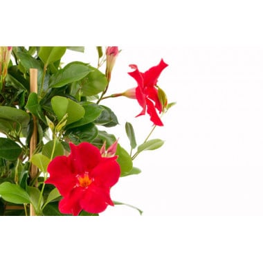 macro sur les fleurs rouge du dipladenia