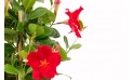 macro sur les fleurs rouge du dipladenia