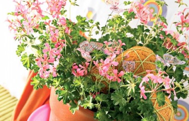 image du géranium en fleurs à faire livrer par un fleuriste