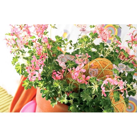 image du géranium en fleurs à faire livrer par un fleuriste