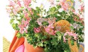 image du géranium en fleurs à faire livrer par un fleuriste