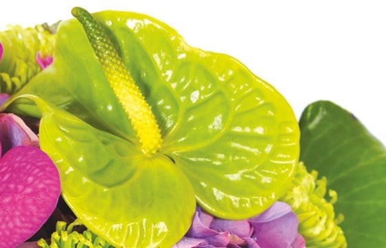 zoom sur un anthurium vert du bouquet