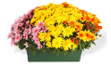L'Agitateur Floral | deuxième image de la Jardinière de Chrysanthèmes tons jaune orange et rose