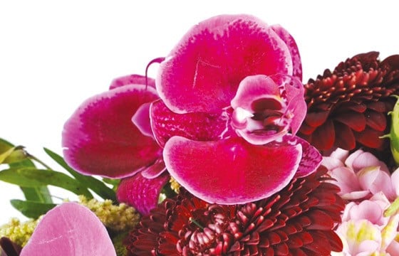 L'Agitateur Floral | zoom sur un fleuron d'orchidée