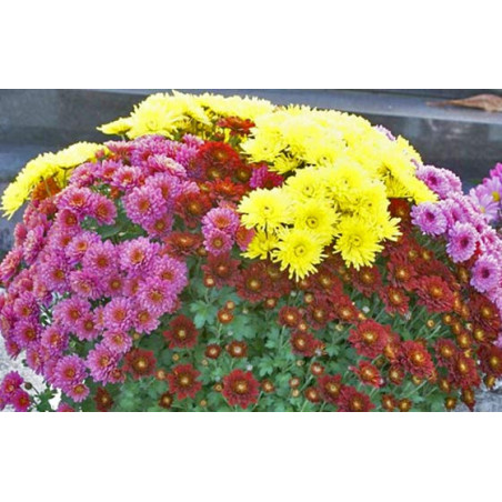 L'Agitateur Floral | image d'une composition d'un mélange de chrysanthème