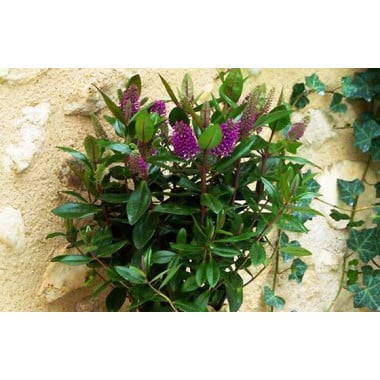 L'Agitateur Floral | image de la Véronique une Plante Fleurie violette