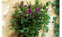 L'Agitateur Floral | image de la Véronique une Plante Fleurie violette