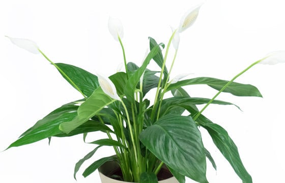 L' Agitateur Floral | Image zoom Spathiphyllum "Fleur de Lune"