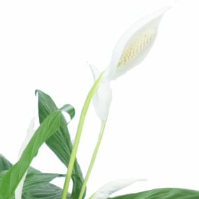 Spathiphyllum. Fleur de lune, Livraison à Bégard