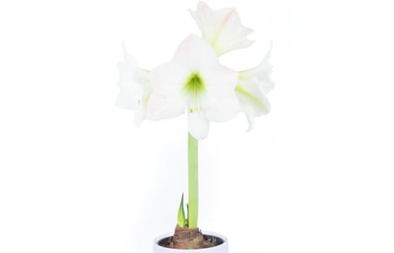 Agitateur Floral | Amaryllis en pot "Belle de Noël" image zoom principale