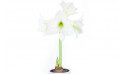 Agitateur Floral | Amaryllis en pot "Belle de Noël" image zoom principale