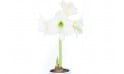 Agitateur Floral | Amaryllis en pot "Belle de Noël" image zoom principale