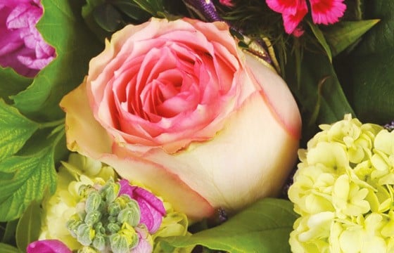 zoom sur une rose rose du bouquet