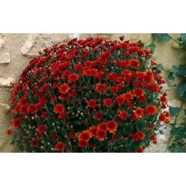 L'Agitateur Floral | zoom sur le Chrysanthème Multifleurs Rouge Orange