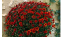 L'Agitateur Floral | zoom sur le Chrysanthème Multifleurs Rouge Orange