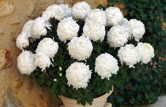 Chrysanthème blanc avec fleurs boules pour la Toussaint. - L'agitateur  floral