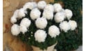 L'Agitateur Floral | zoom sur le chrysanthème Boule Blanc
