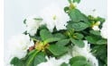 Agitateur Floral | Azalée blanche avec décoration zoom fleurs