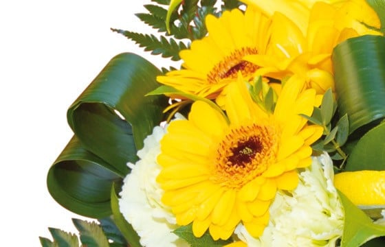 zoom sur un gerberas jaune