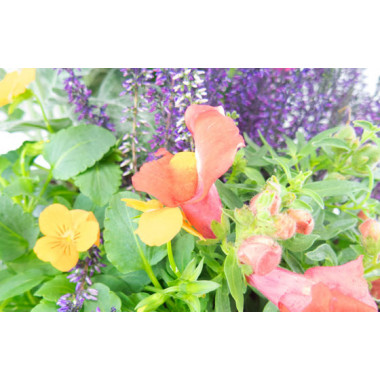 Agitateur Floral | Coupe de plantes "Vénus" zoom fleur orange