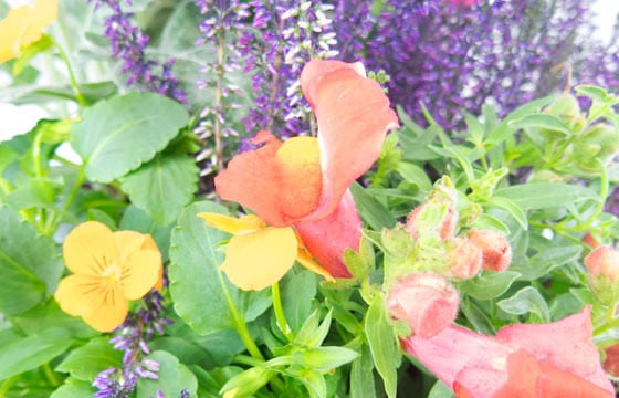 Agitateur Floral | Coupe de plantes "Vénus" zoom fleur orange