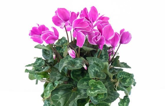 Agitateur Floral | Plante d'extérieur cyclamen rose zoom
