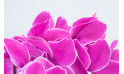 Agitateur Floral | Plante d'extérieur cyclamen rose zoom fleurs