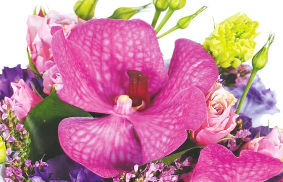 L'Agitateur Floral | zoom sur une orchidée vanda