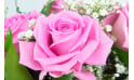 L'Agitateur Floral | vue sur une rose rose