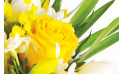 L'Agitateur Floral | zoom sur une rose jaune du bouquet de fleurs pas chères
