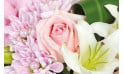 L'Agitateur Floral | Composition Velour Rose : zoom sur une rose rose