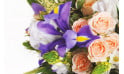 L'Agitateur Floral | zoom sur un iris de couleur parme